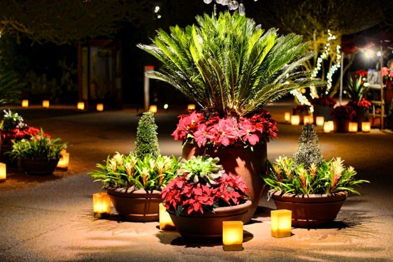 Cómo crear un jardín nocturno: plantas, iluminación y trucos para que tu jardín destaque cuando cae el sol