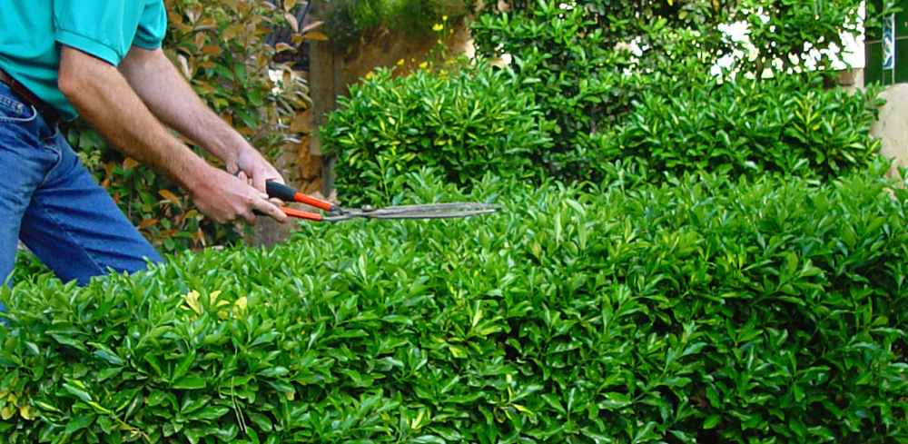 Cómo podar arbustos en el jardín para que crezcan densos y saludables
