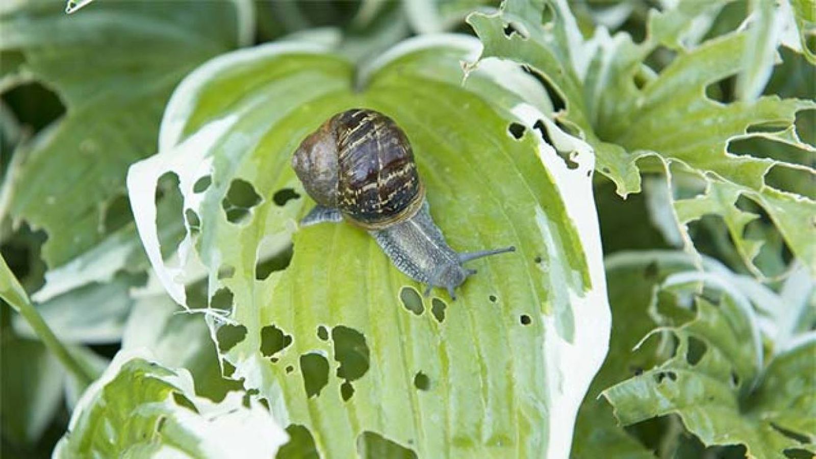 Cómo eliminar caracoles y babosas del jardín de forma natural (sin químicos)