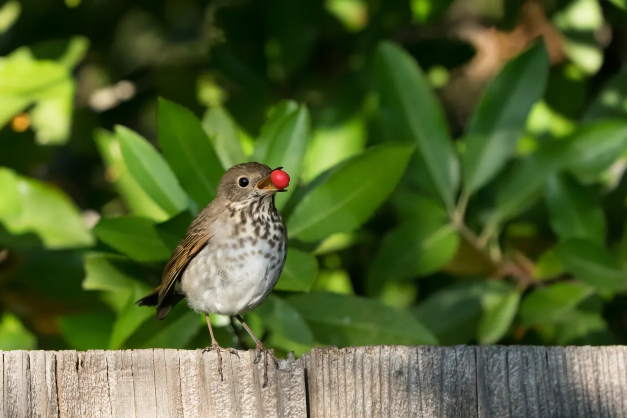 Cómo atraer aves a tu jardín de forma natural y mantener un ecosistema saludable
