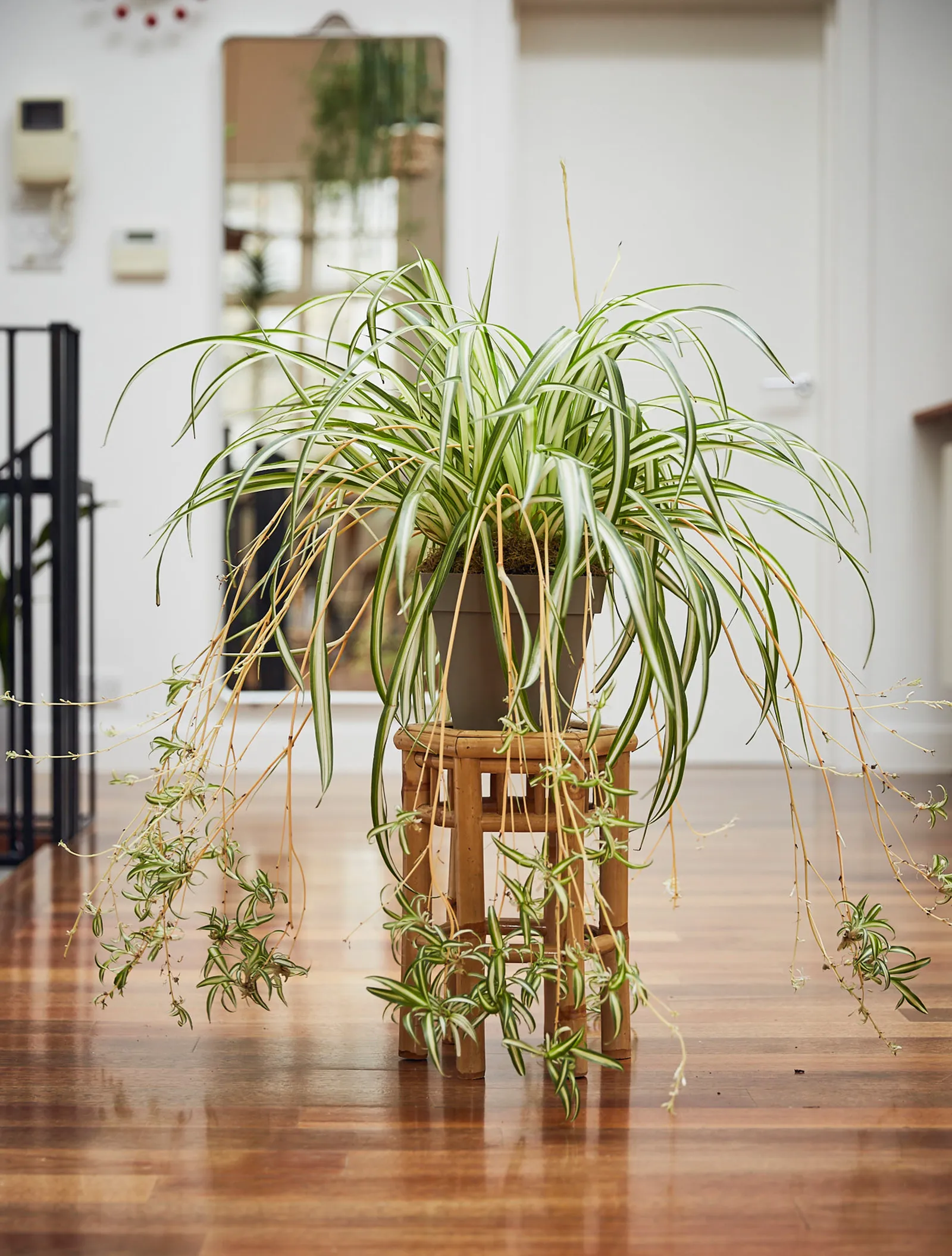 Cómo revivir una planta de interior que se está muriendo