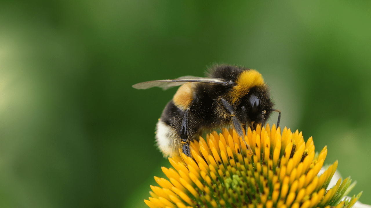 Cómo atraer polinizadores al jardín: claves para tener más abejas, mariposas y otros insectos beneficiosos