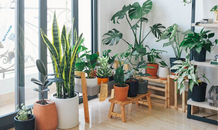 Plantas de interior que necesitan muy poca luz y son fáciles de mantener